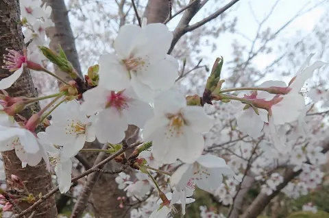 上村 ひなの｜ご飯のお供（2019-04-29）