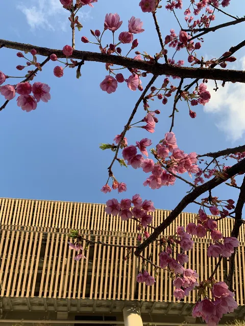 平岡 海月｜新しい制服に身を包んで🌸平岡海月（2023-03-14）｜3枚目