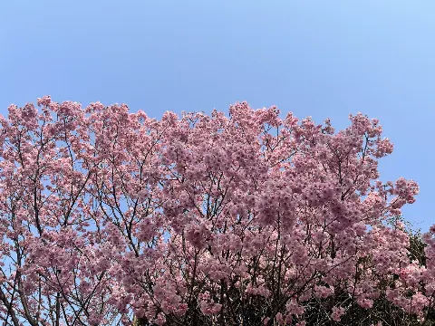 松尾 桜｜君はどんな夢見てるか（2025-12-11）