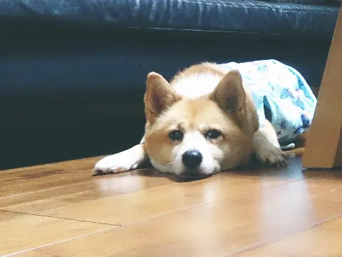 相楽 伊織｜(*いおり_(．．*)vol.11)（2014-11-01）｜2枚目