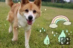 相楽 伊織｜私の半分だけあげる_(．．*)vo l.80（2016-05-03）｜6枚目