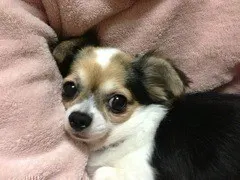 深川 麻衣｜うさぎの湯たんぽ ＊ 298（2012-11-11）｜2枚目