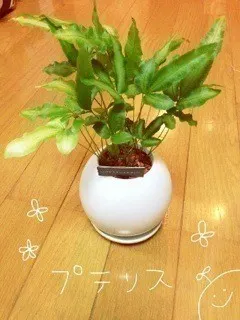 深川 麻衣｜ひゃっこいの反対語 って何だろう？ ＊ 4 37paces（2013-06-06）｜2枚目