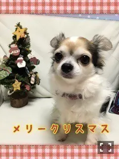 深川 麻衣｜X'mas握手会とmiwaさん  ＊ 676歩（2014-12-25）｜6枚目