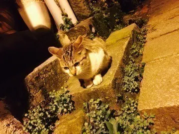 深川 麻衣｜まだまだ夜になると 肌寒いね。 ＊ 698歩（2015-04-07）｜2枚目