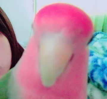 深川 麻衣｜みかんの食べ過ぎに は注意！ ＊ 702歩（2015-04-24）｜4枚目