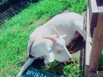 深川 麻衣｜静岡と100本ノック！  ＊ 719歩（2015-07-16）｜2枚目